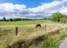 Wiese Pferde